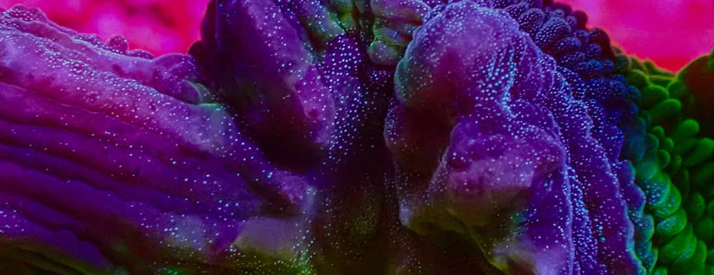 pectinia_kategorie-header