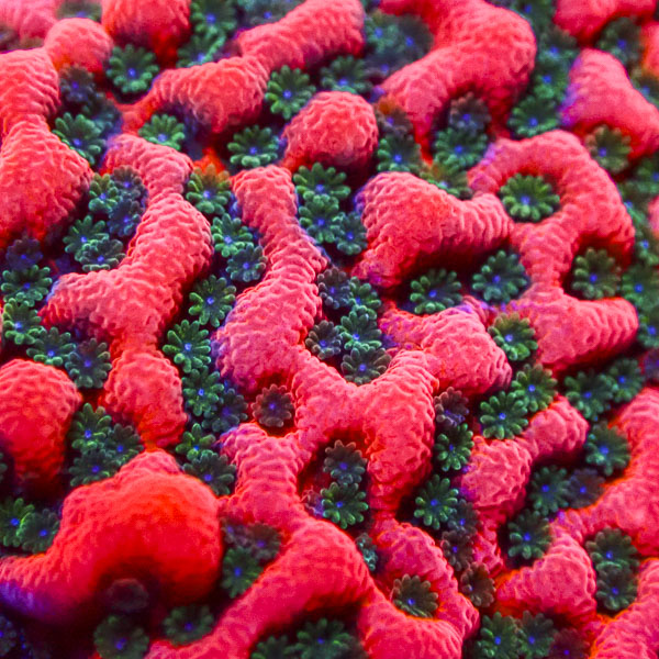 Montipora Cherry Tree