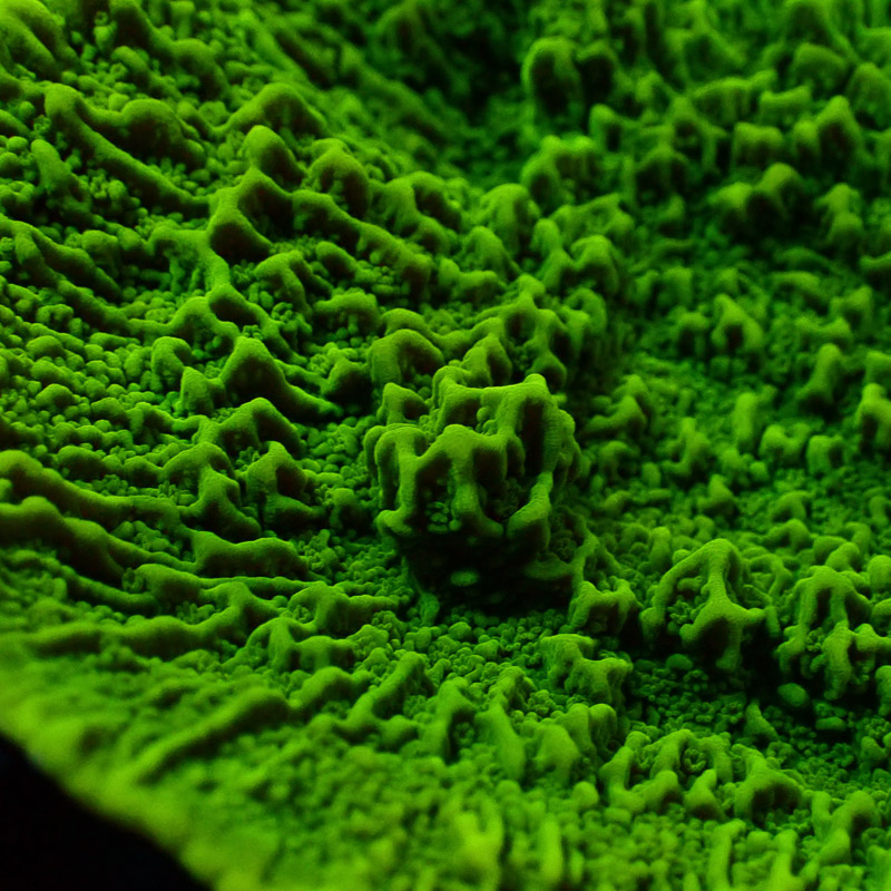 Montipora Grün Frag 14