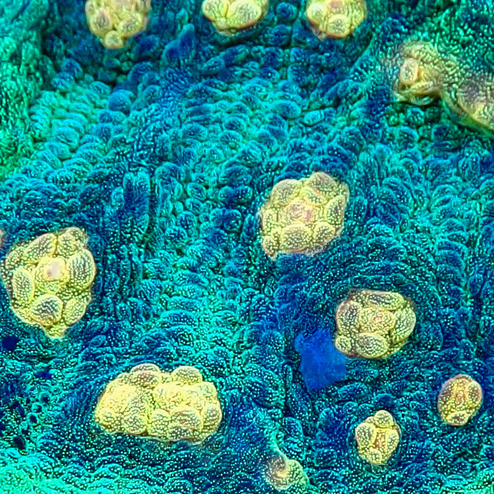 Chalice MC Space Invader Frag 01