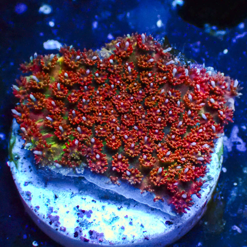 Micropora Rainbow