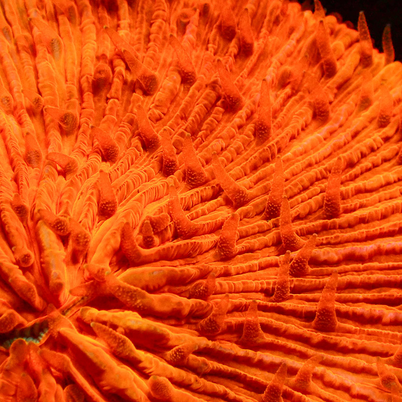 Fungia Orange