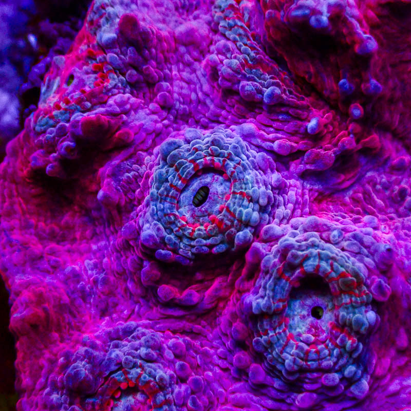 Chalice Rosé Pink – Blaue Münder mit roten Polypenstreifen