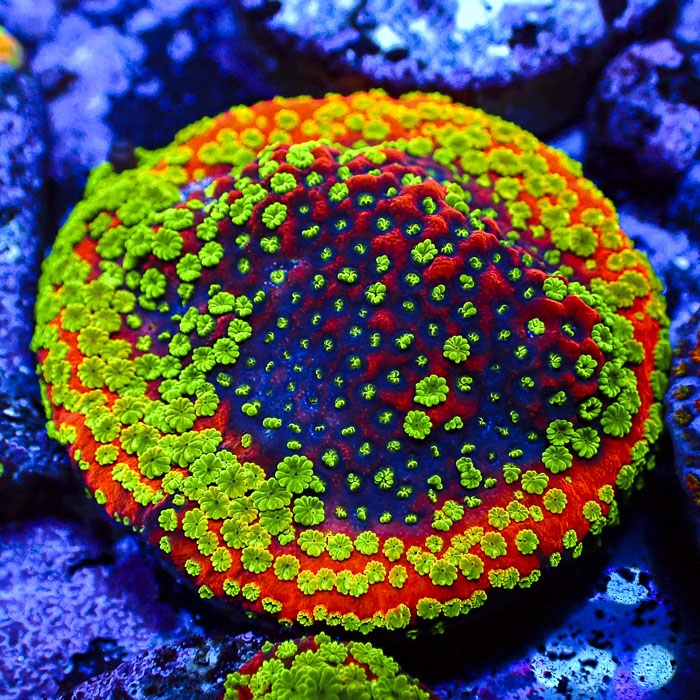 Montipora Sunset Ultra Frag 01