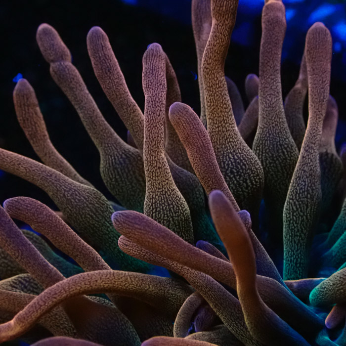 Entacmaea MC Quadricolor Sunburst