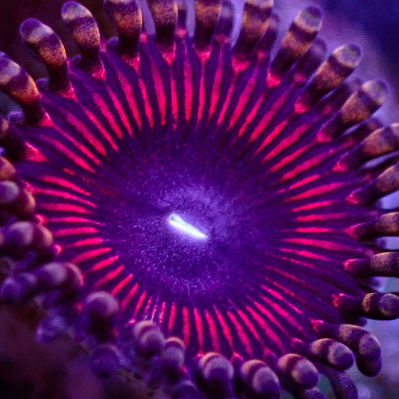 Zoanthus MC Sakura Rainbow