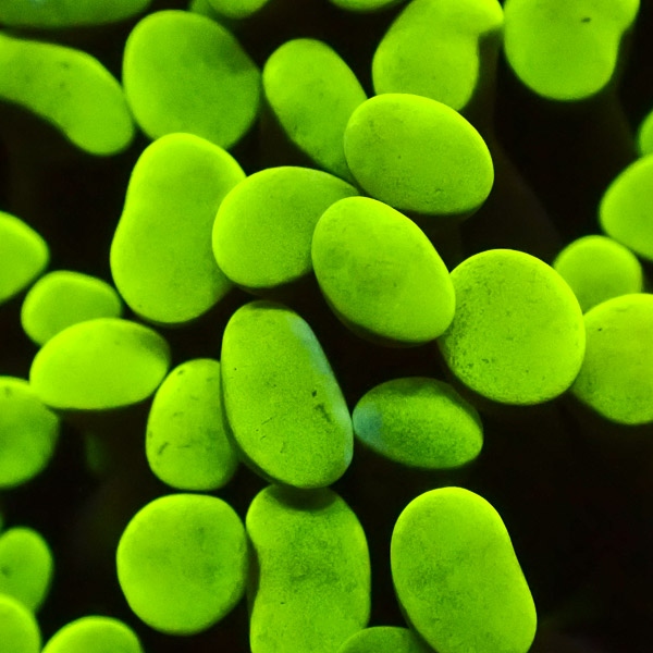 Paraancora MC Radioactive Green NZ