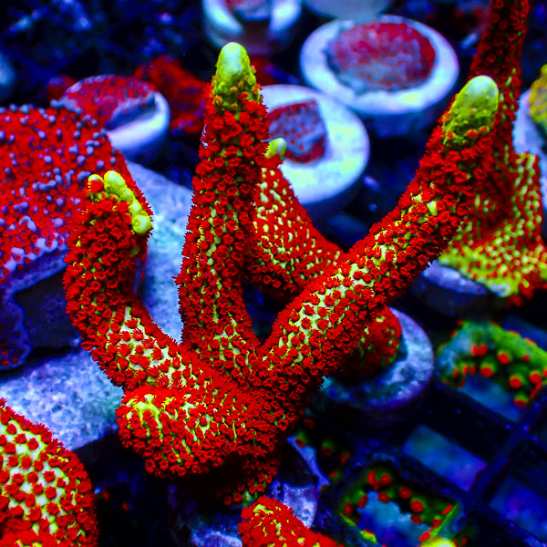 Montipora MC Forestfire