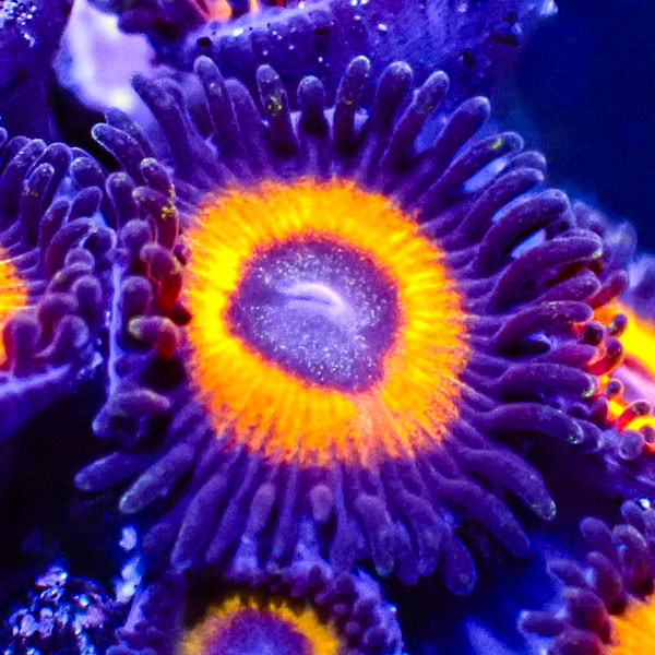 Zoanthus MC Johnny Pumpkin