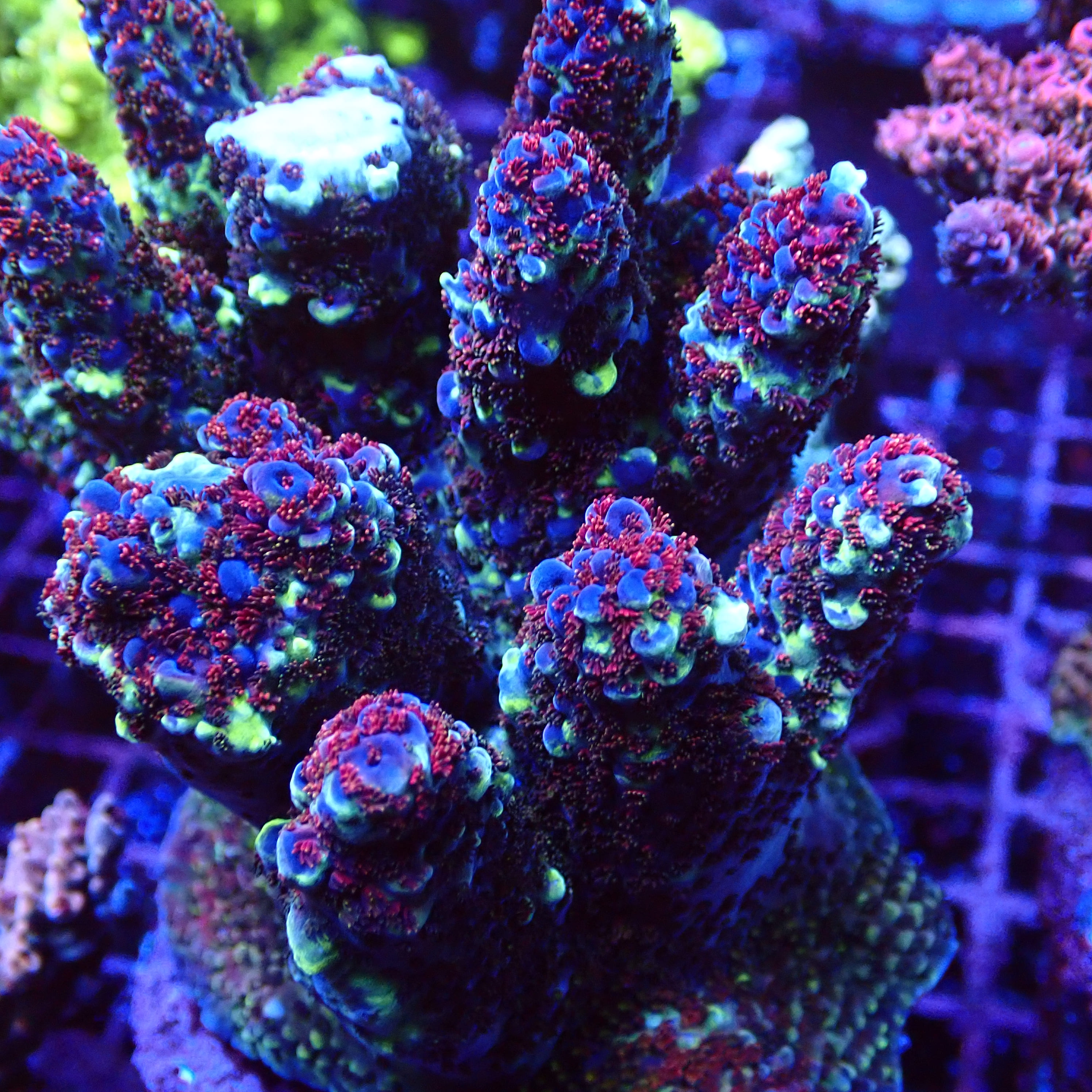 Acropora MC Mighty Magic