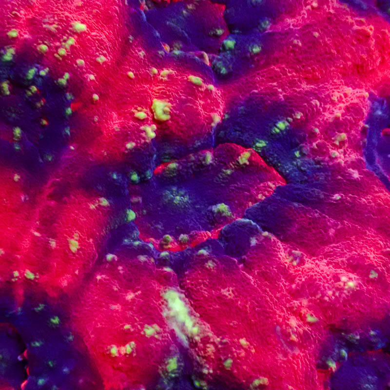 Chalice Rot – Blaue Polypen mit giftgrünen Neonpunkten