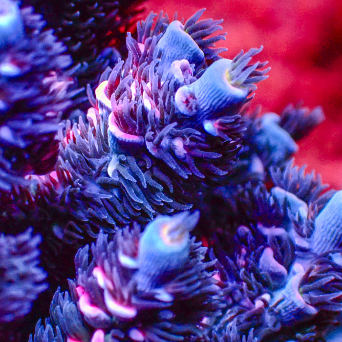 Acropora Sapphire Flame