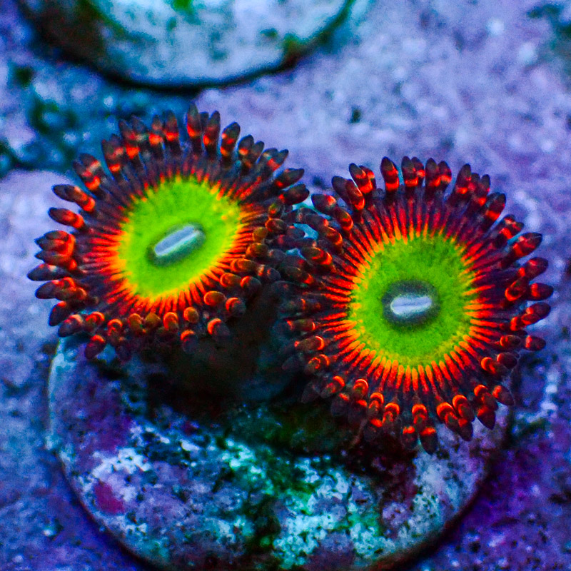 Zoanthus SBB Hephaestus