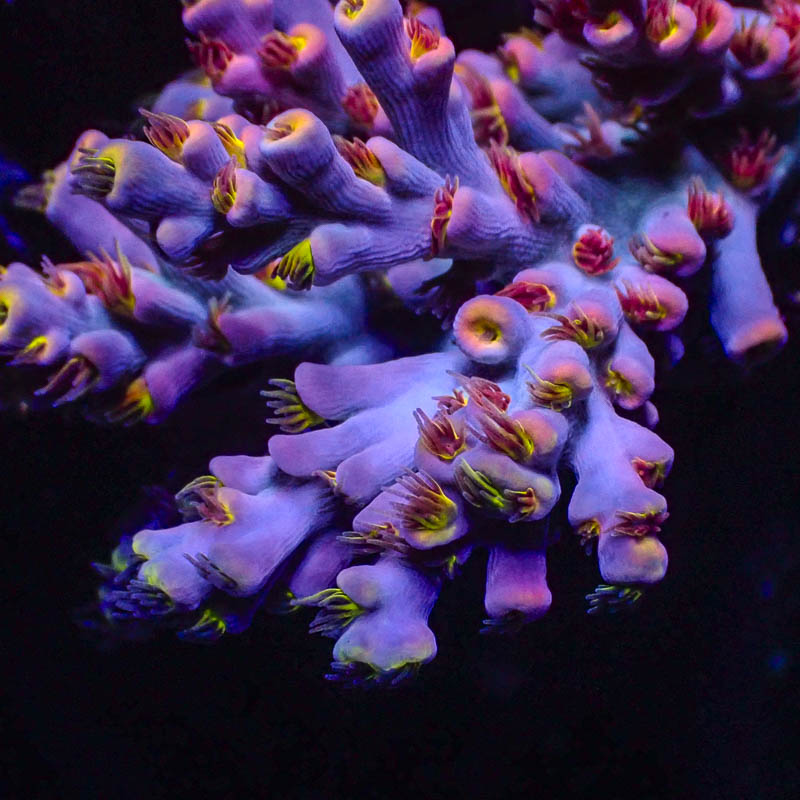 Acropora Speziosa Pink Dream – Extrem farbintensive Sammler-SPS