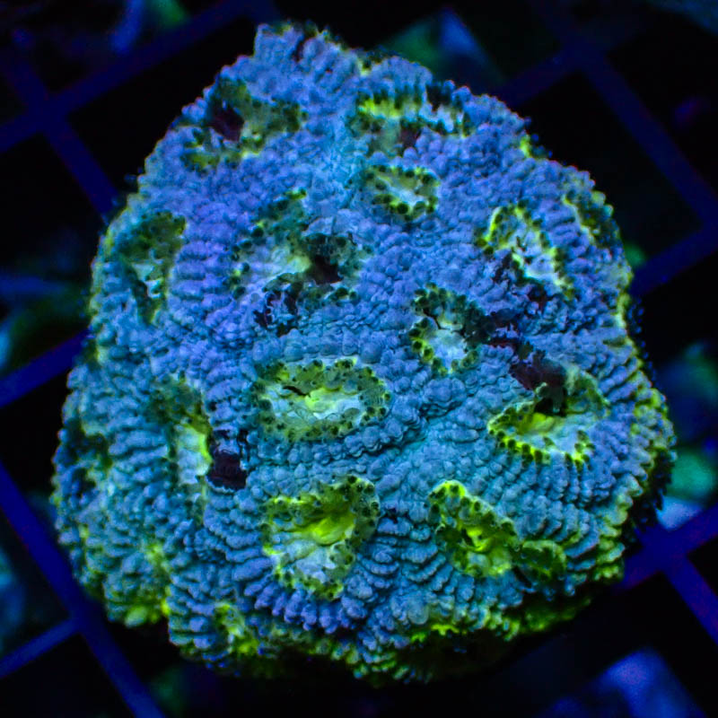 Goniastrea Blau Neon – Türkis-Hellgrüne Münder