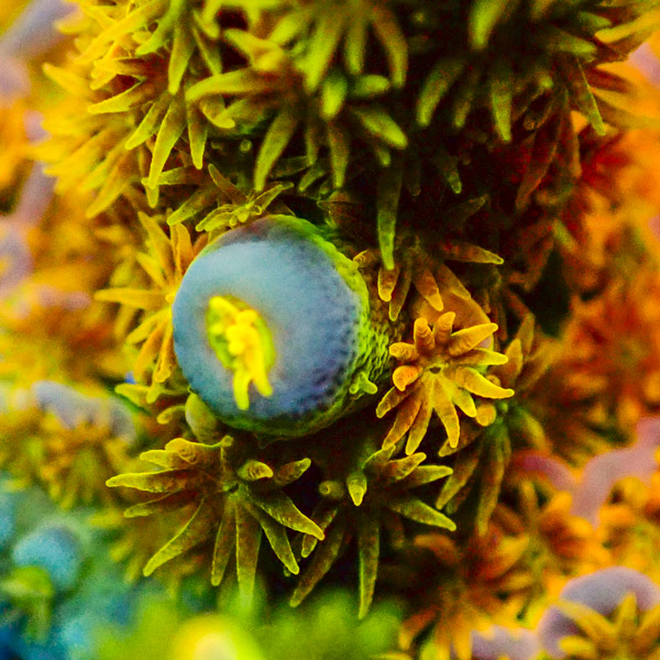 Acropora WWC Walt Disney