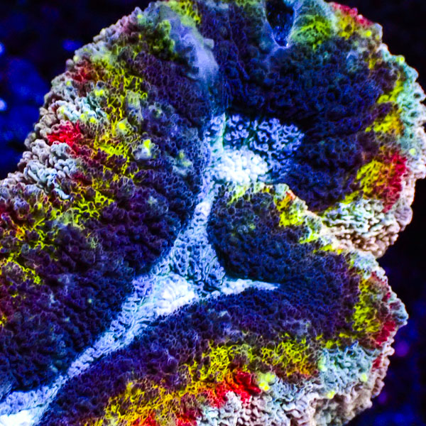 Lobophyllia MC Hyper Spectrum Frag 02