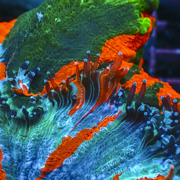 Acanthophyllia MC Sunken Crown