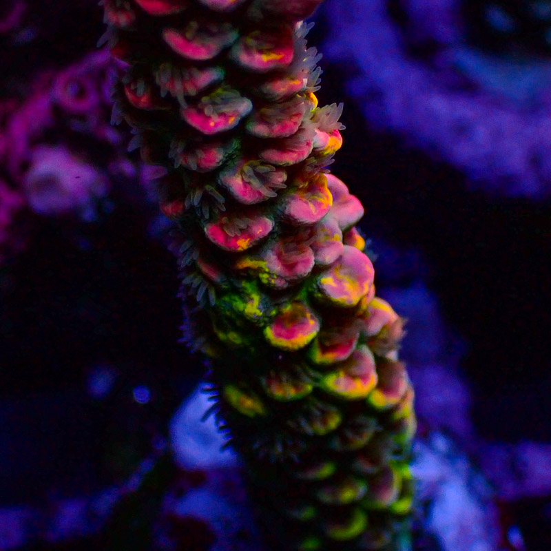 Acropora Crafted