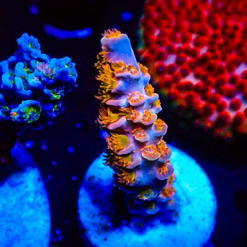 Acropora MC Vanilla Marmalade Crumble