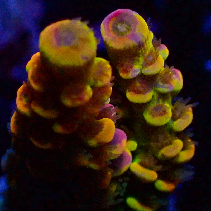 Acropora