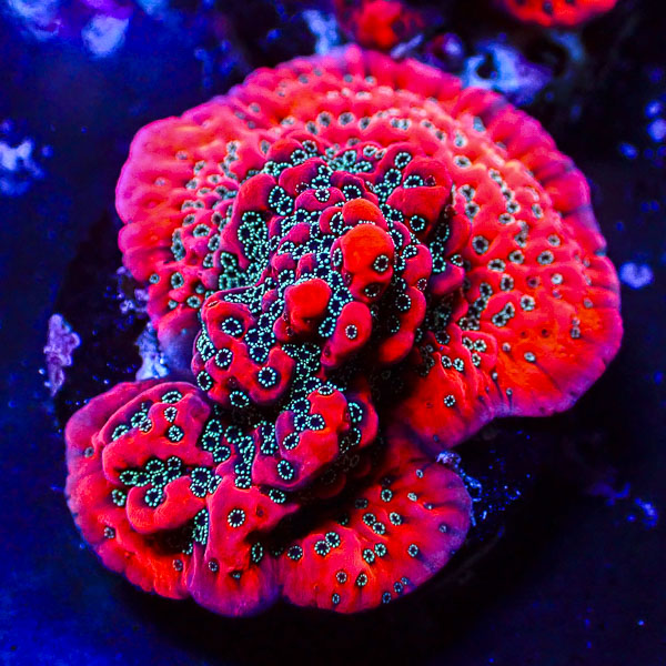 Montipora MC Dragonfruit