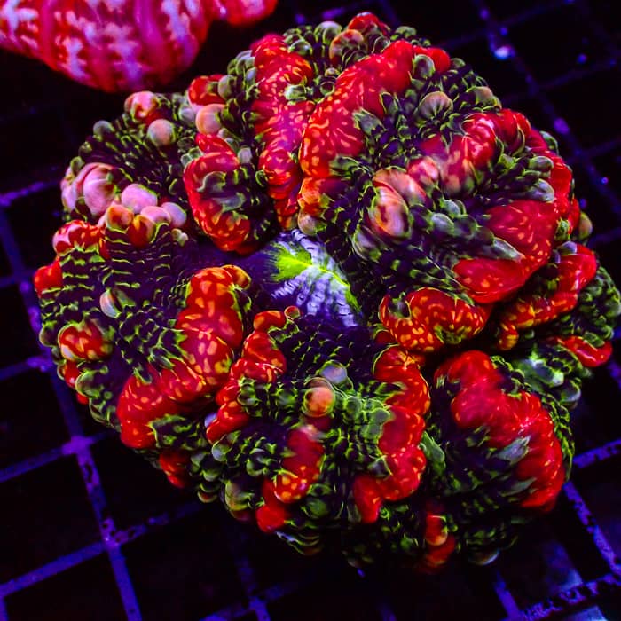 Cynarina MC Inferno Blossom