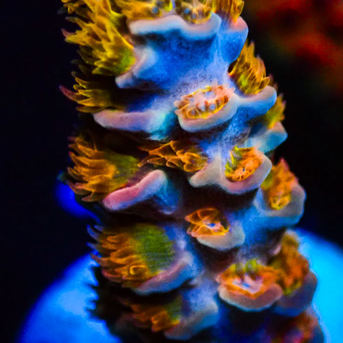 Acropora MC Vanilla Marmalade Crumble
