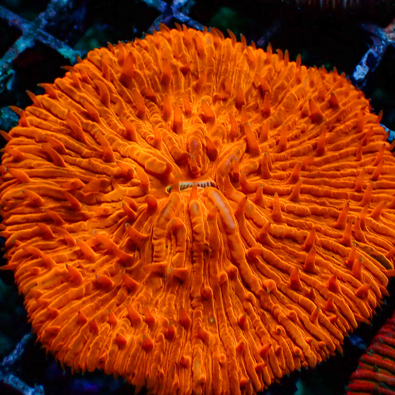 Fungia Orange