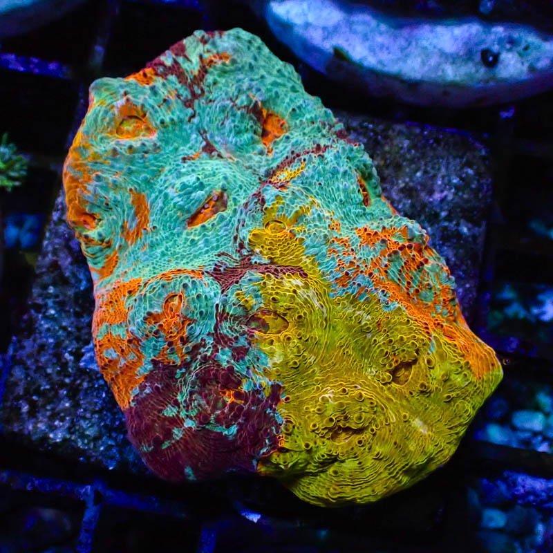 Chalice Benetton Ultra – Seltenes Multicolor-Sammlerstück