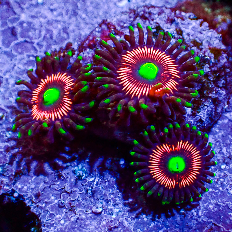 Zoanthus Lord of the Rings