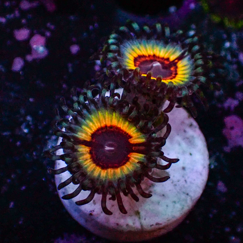 Zoanthus MC Sonic Flare