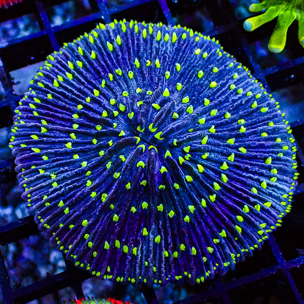 Fungia MC Blue Matrix