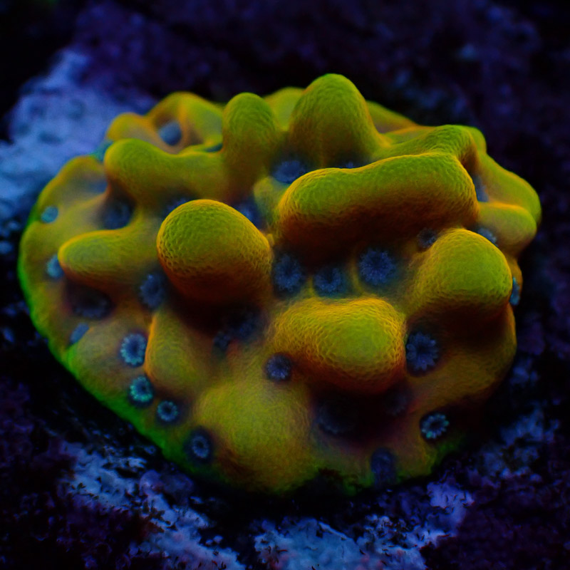 Montipora Crazy T. Frag 16