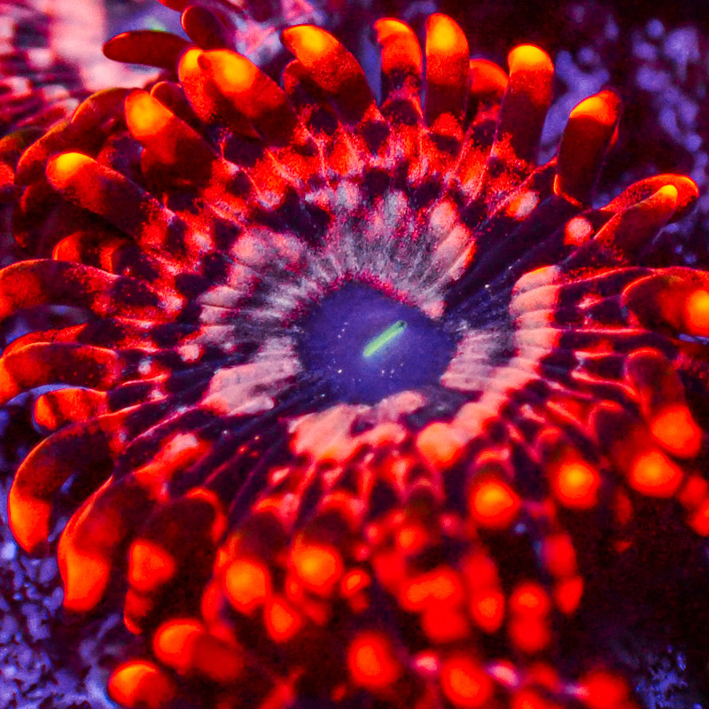 Zoanthus MC Utter Chaos