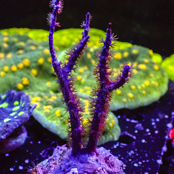 Pseudopterogorgia Elisabethae NZ