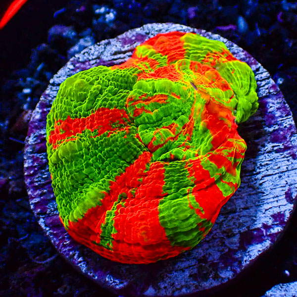 Scolymia Bleeding Apple Mastergrade
