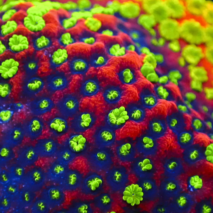 Montipora Sunset Ultra Frag 01