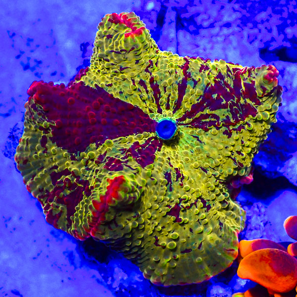 Rhodactis Jawbreaker Mushroom