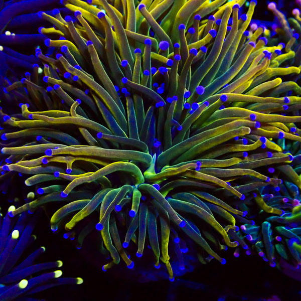 Euphyllia Rapunzel Holy Grail NZ