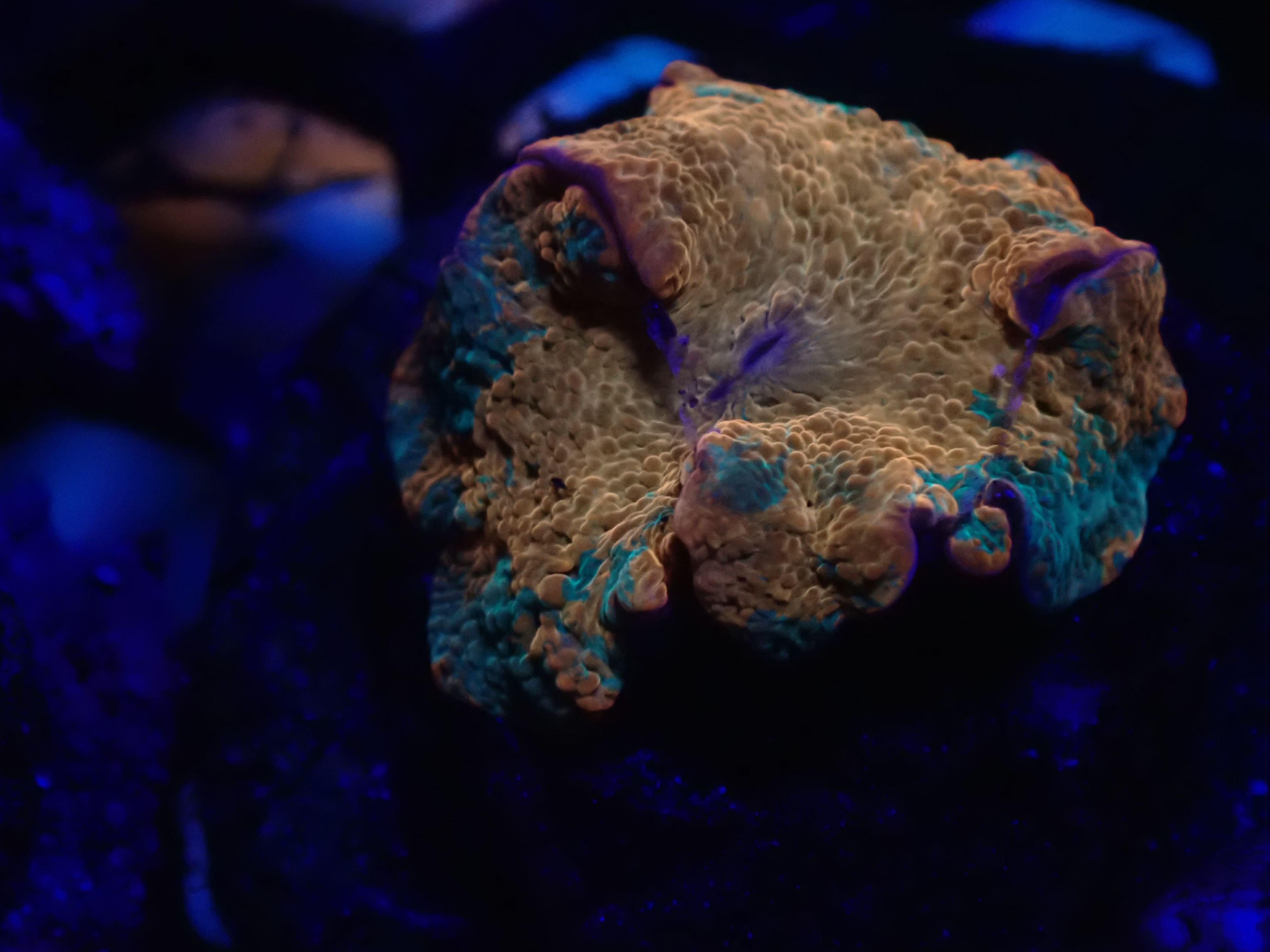 Candy Crush Purple Monster DNZ