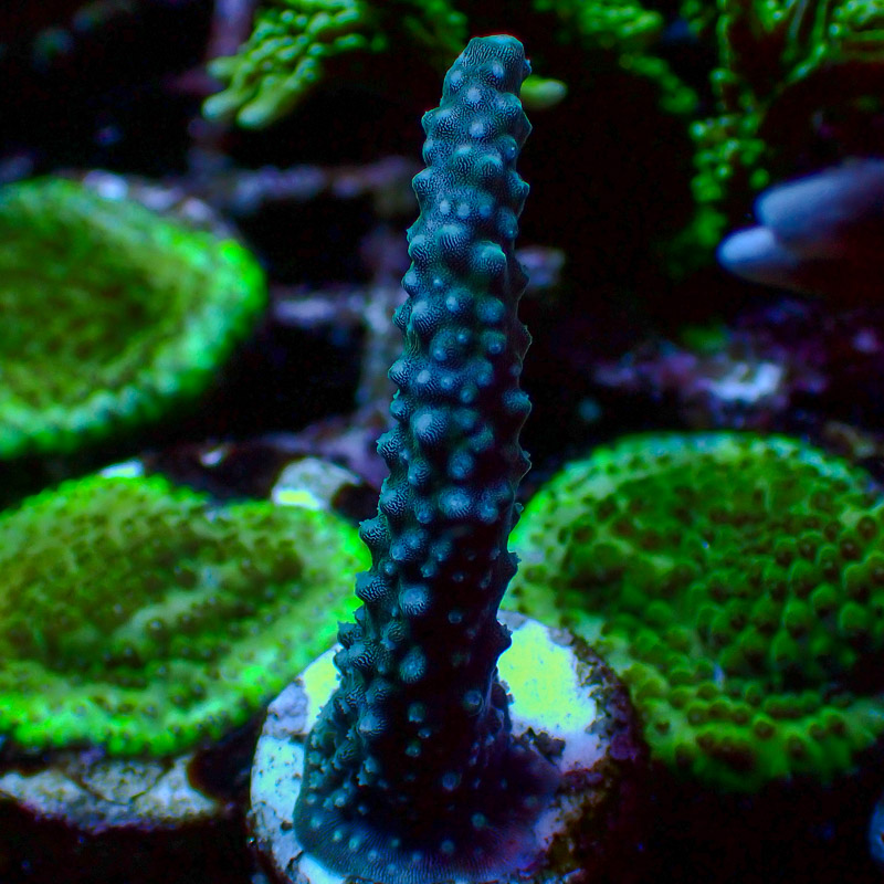 Acropora