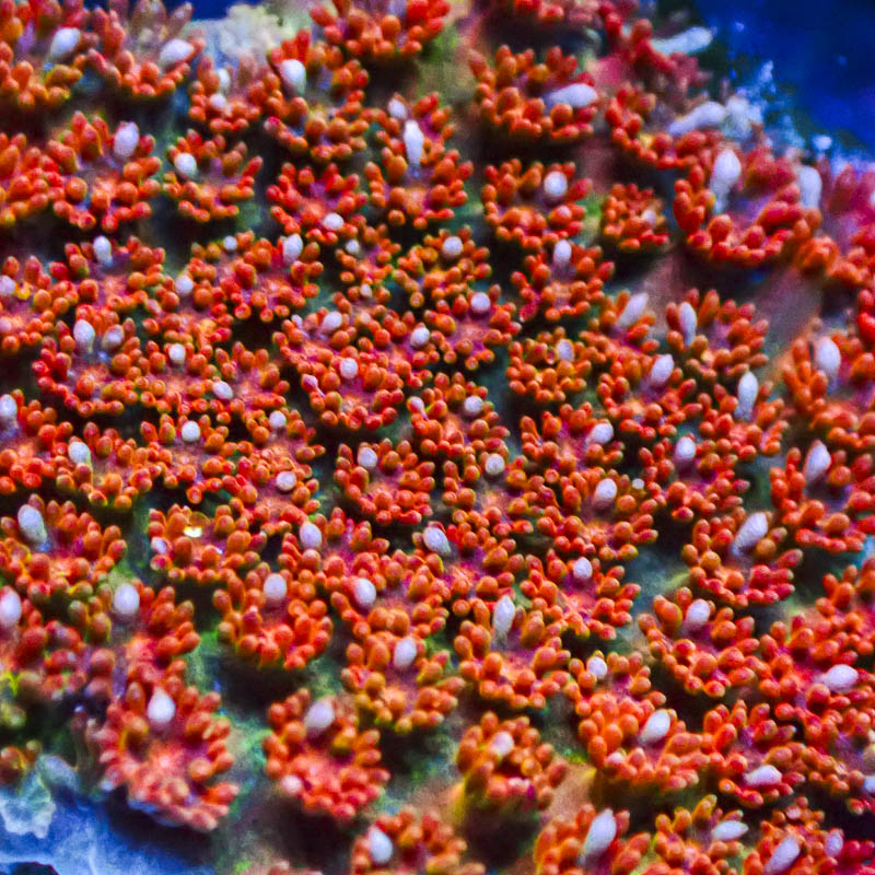 Micropora Rainbow