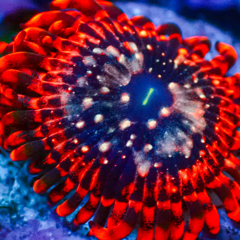 Zoanthus MC Utter Chaos