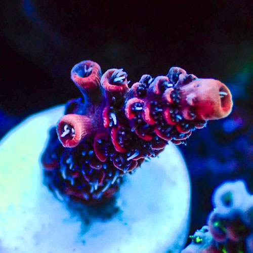 Acropora MC Blue Robin