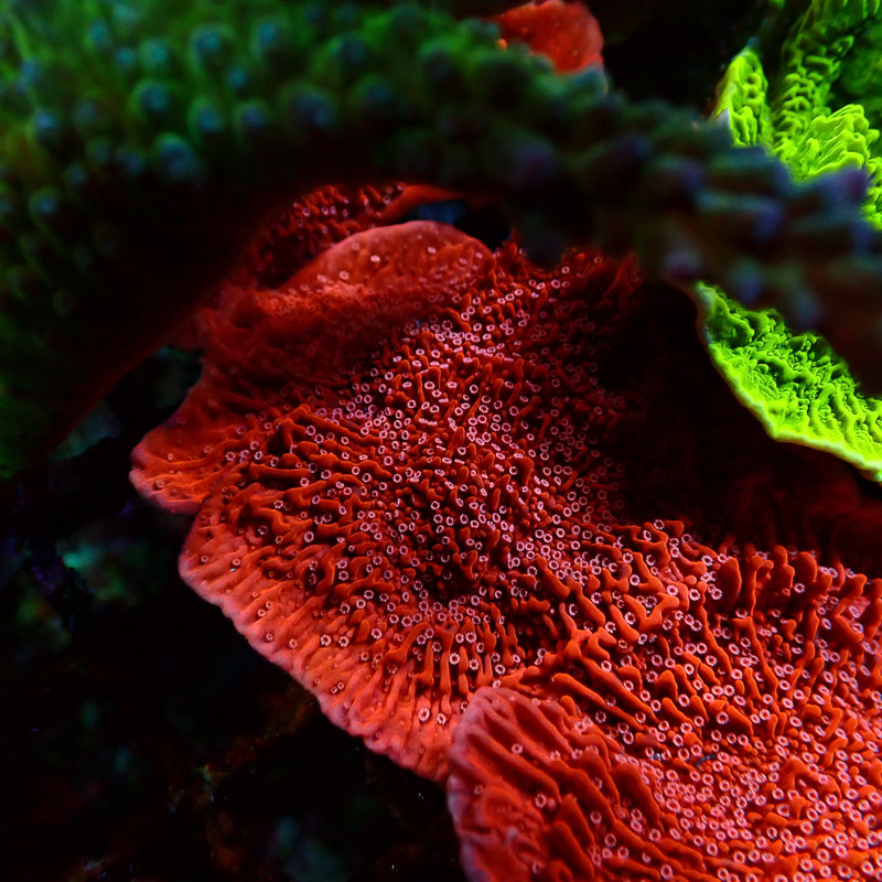 Montipora Rot Frag 18