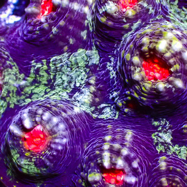 Chalice MC Purple Chaos Red Rim