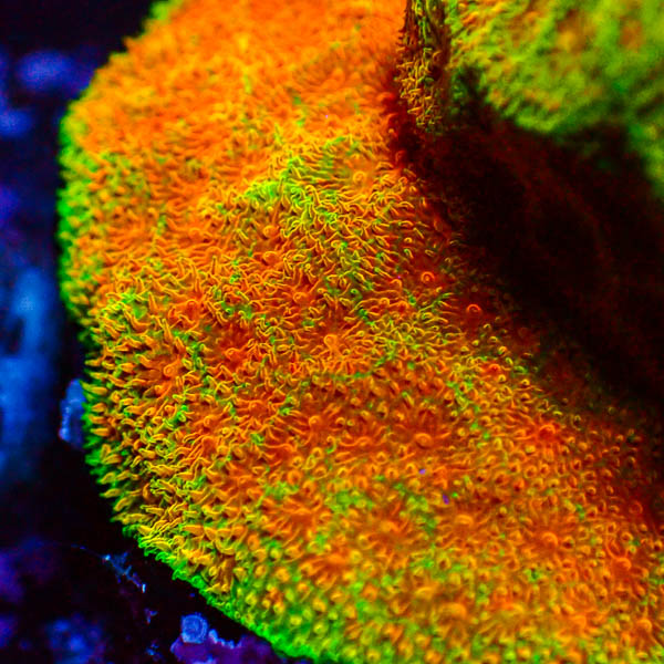 Psammocora Golden Orange Frag 04