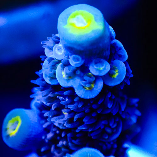 Acropora MC Blueberry Lemon Swirl