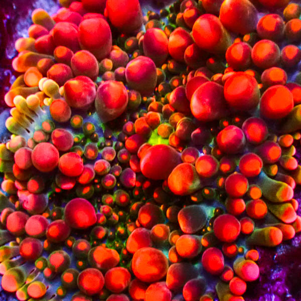 Ricordea Yuma Orange